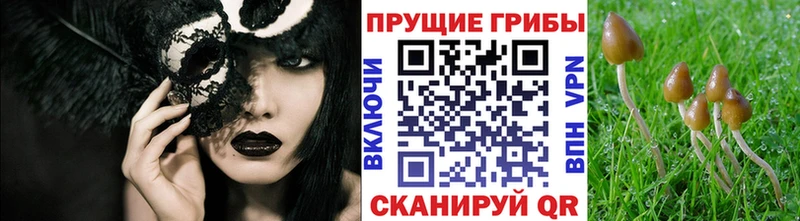 МЕГА рабочий сайт  Томари  Псилоцибиновые грибы Psilocybine cubensis 